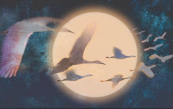 月夜を飛ぶ白鳥