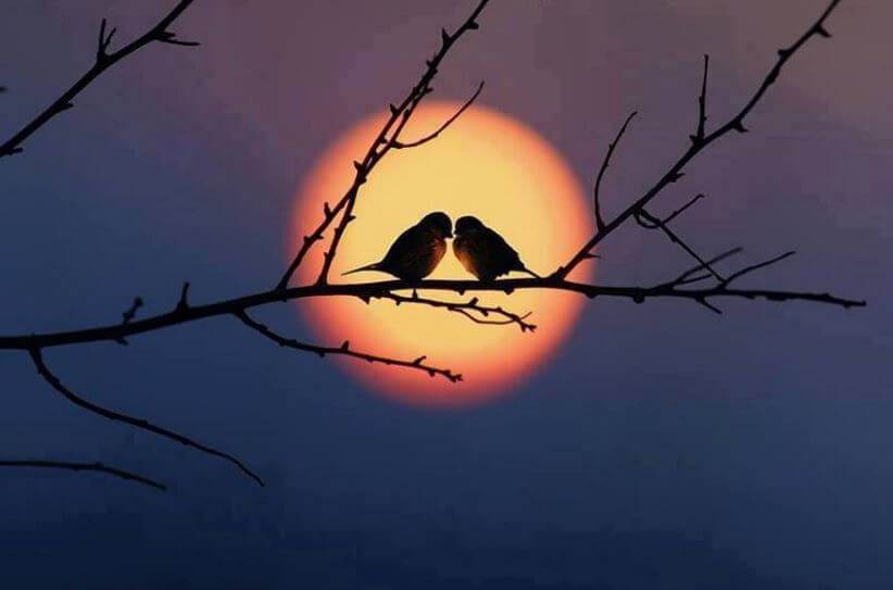 夕暮れの二羽のとり