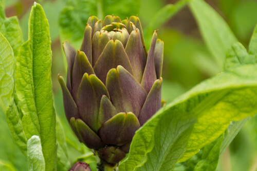 アーティチョーク