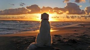 犬が教えてくれること