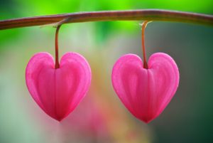 砂漠に咲く花:愛を認識するには