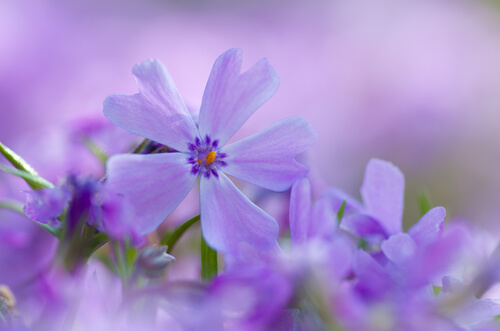 薄紫の花