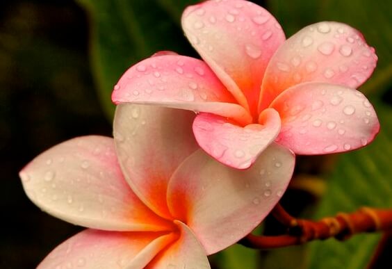 正直さと花