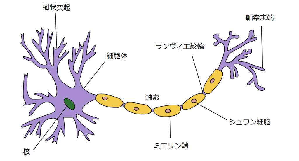 神経細胞