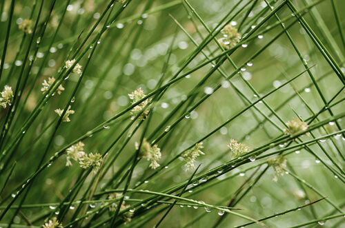 朝露に濡れた植物