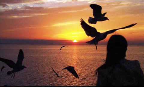 夕暮れの海辺の女性と鳥