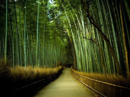 竹林