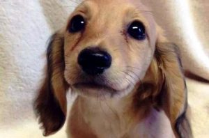 言葉がなくても人と通じ合う動物の目