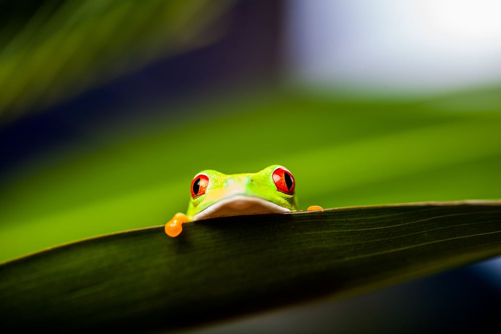 カエル