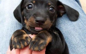 人と心をつなぐ動物の力