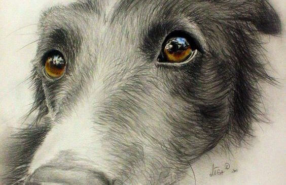 見つめる犬