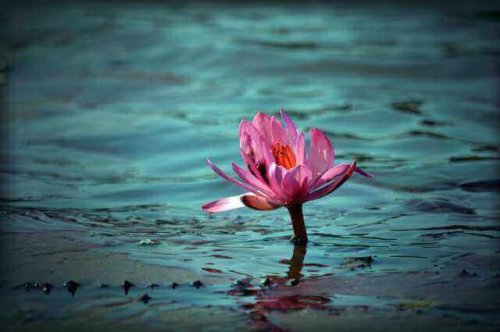 ハスの花