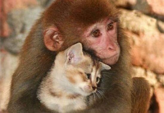 サルと猫