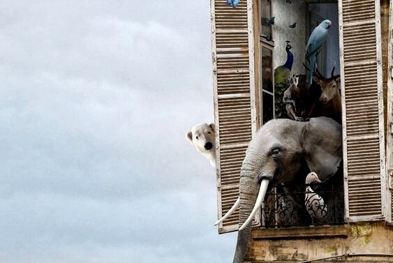 窓からのぞく動物たち