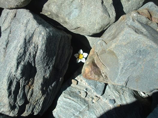 岩の間に咲く花