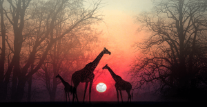 アフリカの美しい民話「心が追いつくように」