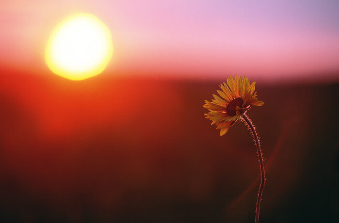 夕暮れと一輪の花
