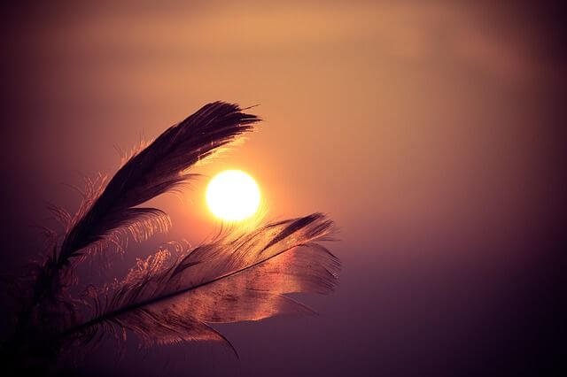 夕暮れと鳥の羽