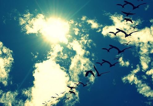 空飛ぶ鳥の列