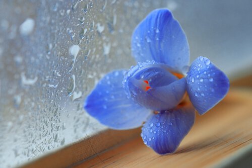 窓際の青い花