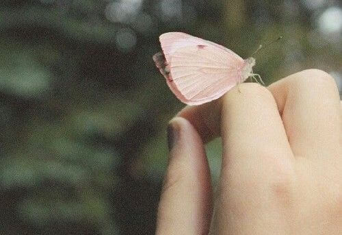 指にとまる蝶