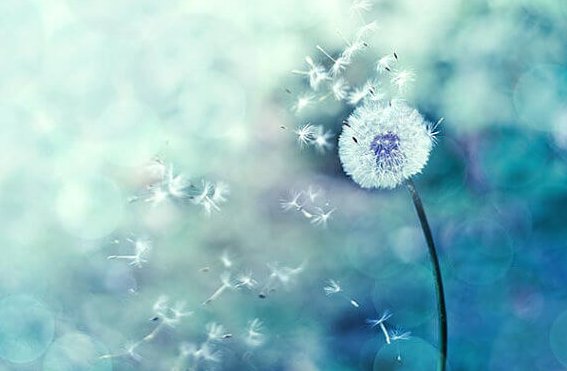 タンポポの綿毛