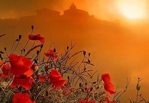 夕暮れの赤い花