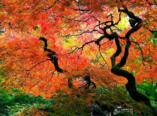 紅葉