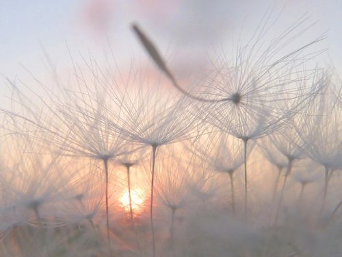 タンポポの綿毛