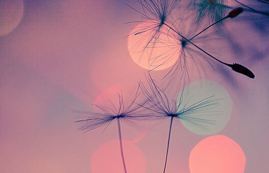 タンポポの綿毛