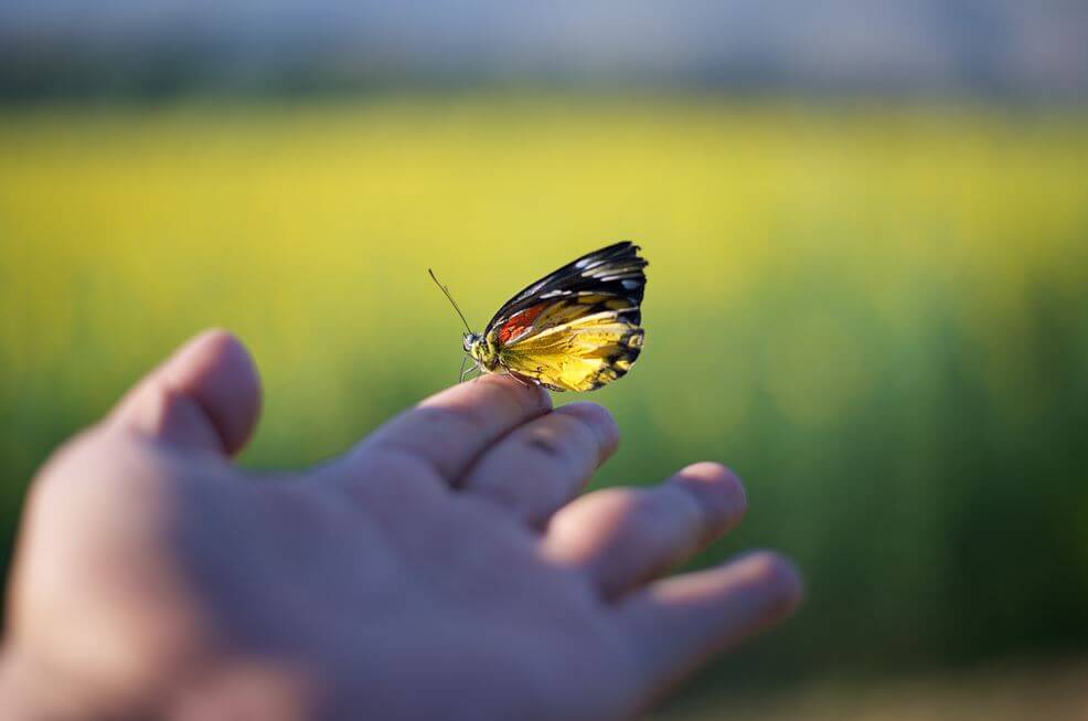 指先に留まる蝶