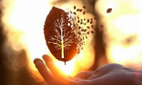 手のひらの上で散っていく葉