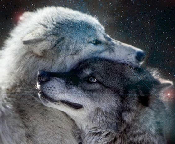 二頭のオオカミ