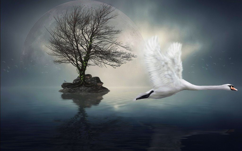 湖の上を飛ぶ白鳥