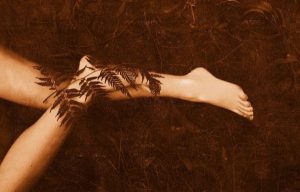 シダと竹:希望の寓話