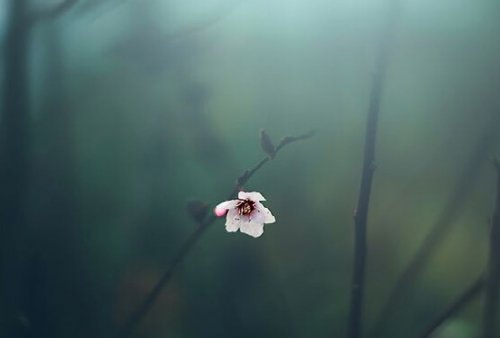 ひとつの花