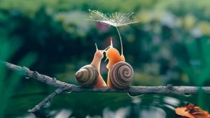 スローライフ:のびのびと生きること