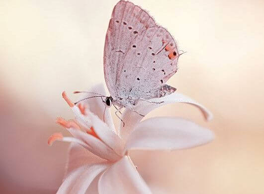 白い花と蝶