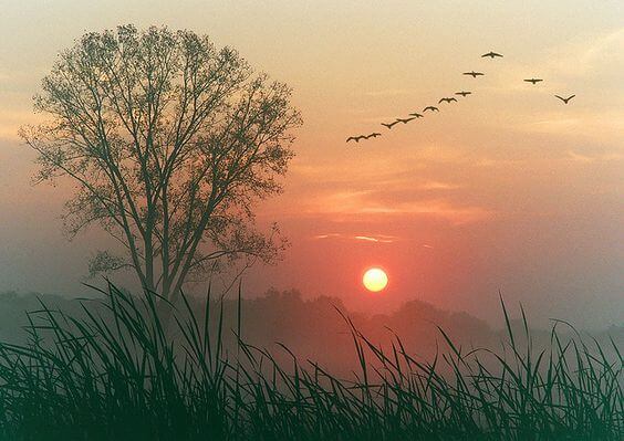 夕日と鳥の列