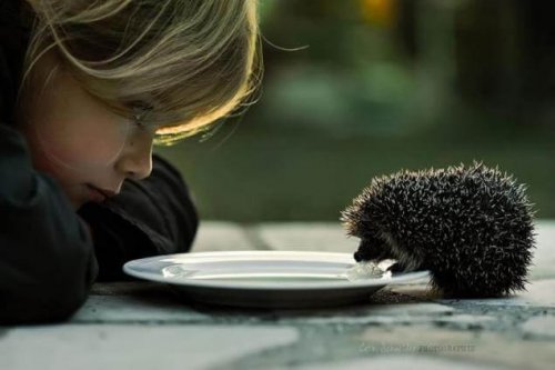 ハリネズミ