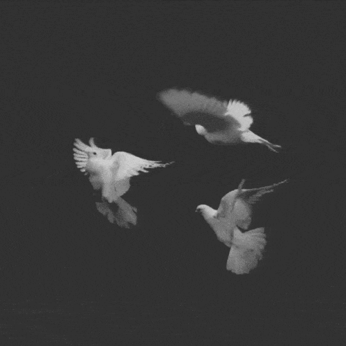 ３羽の鳩