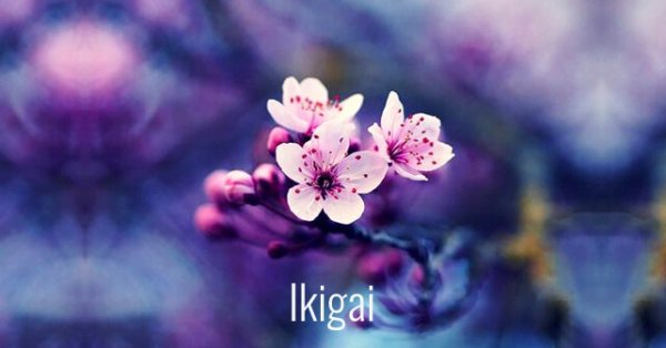 生きがい、梅の花