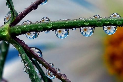 しずくに映る花