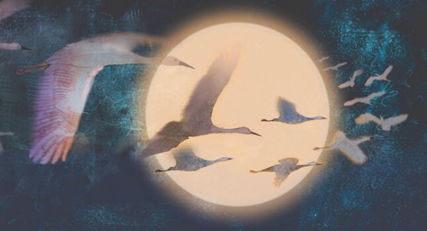 月夜を飛ぶ白鳥たち
