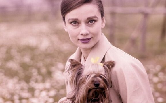 犬とオードリー・ヘップバーン