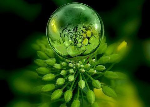 緑の植物
