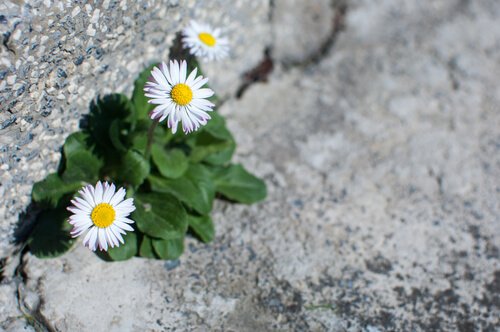 岩の間の花