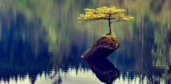 湖の中の木