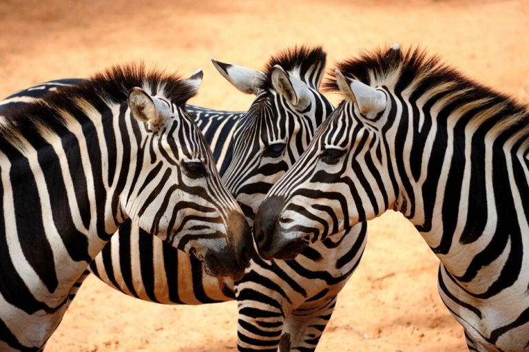 3頭のシマウマ