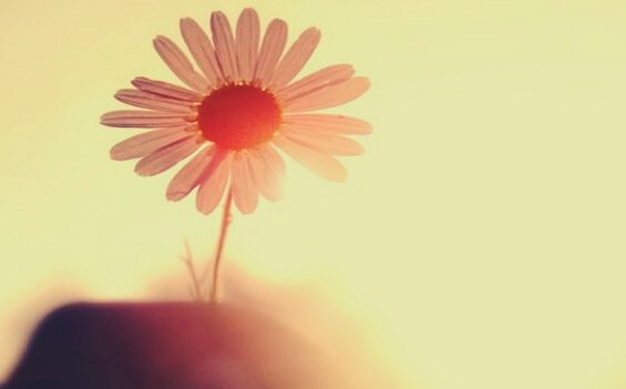 陽に照らされているピンクの一輪の花